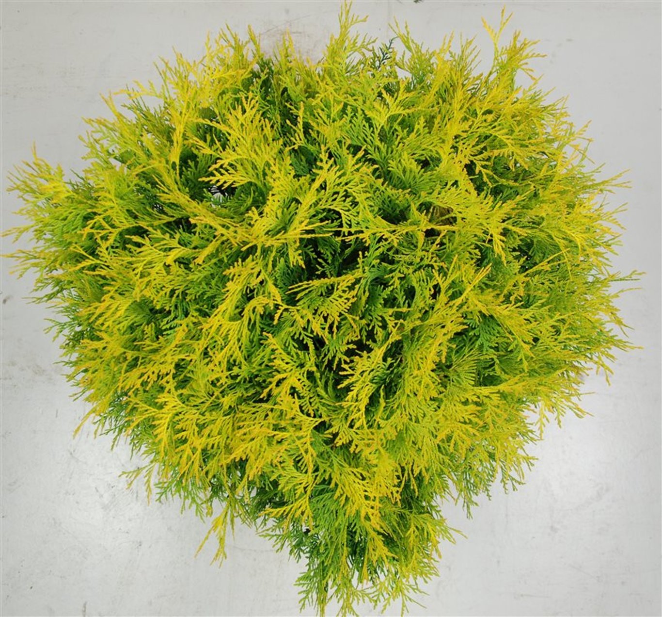 Thuja occ. 'Golden Globe' - C12 50-60 CM